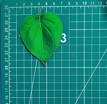 Leaf cutout MDF pair
